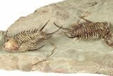 Plate Of Foulonia & Asaphellus Trilobites - Fezouata Formation #209726-12
